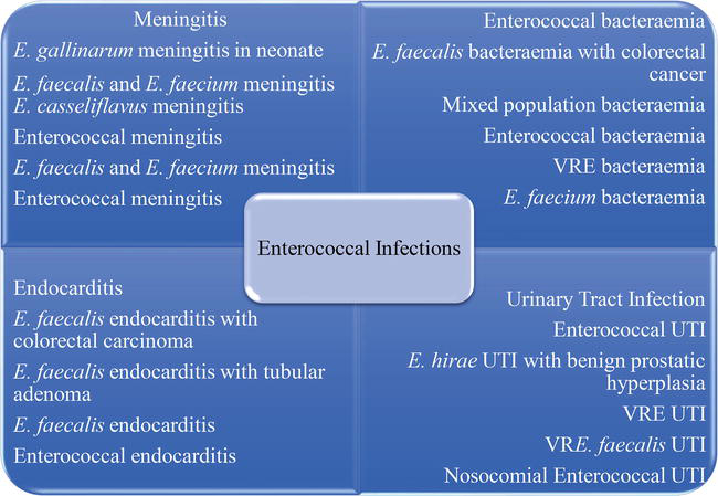 Apa itu enterococcus faecalis