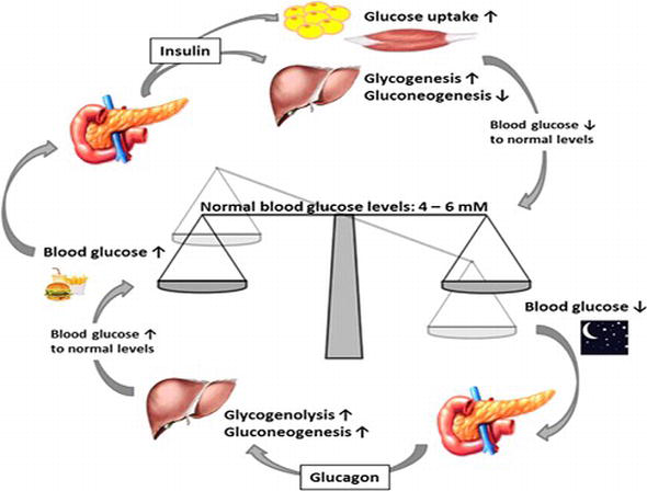 regulate blood glucose levels produced by the same mixed gland