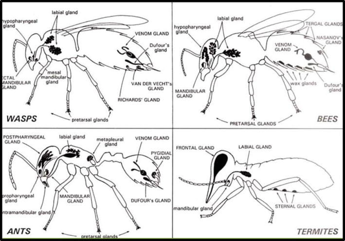 Pheromones and Chemical Communication in Insects | IntechOpen