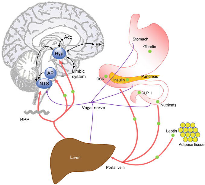Neural Mechanisms of Feeding Behavior and Its Disorders | IntechOpen