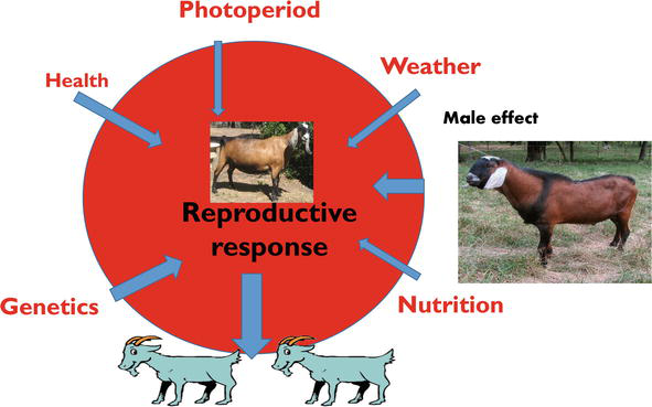 Reproduction in Small Ruminants (Goats) | IntechOpen