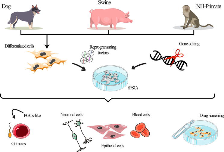 Induced Pluripotent Stem Cells from Animal Models: Applications on  Translational Research | IntechOpen