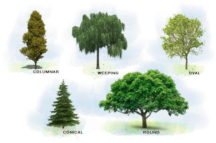 Energy Efficient Landscape Design, Types Of Trees In Landscape