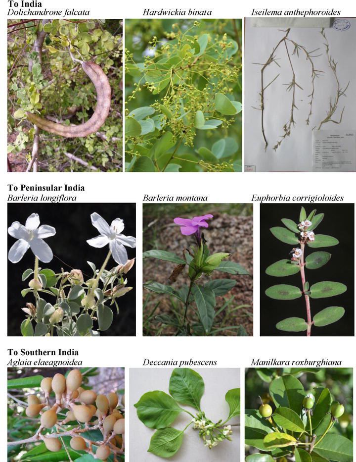Endemic Vascular Plants from the Coromandel Coast of Tamil Nadu, Southern  India | IntechOpen