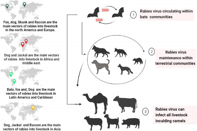 Rabies Virus Infection in Livestock | IntechOpen