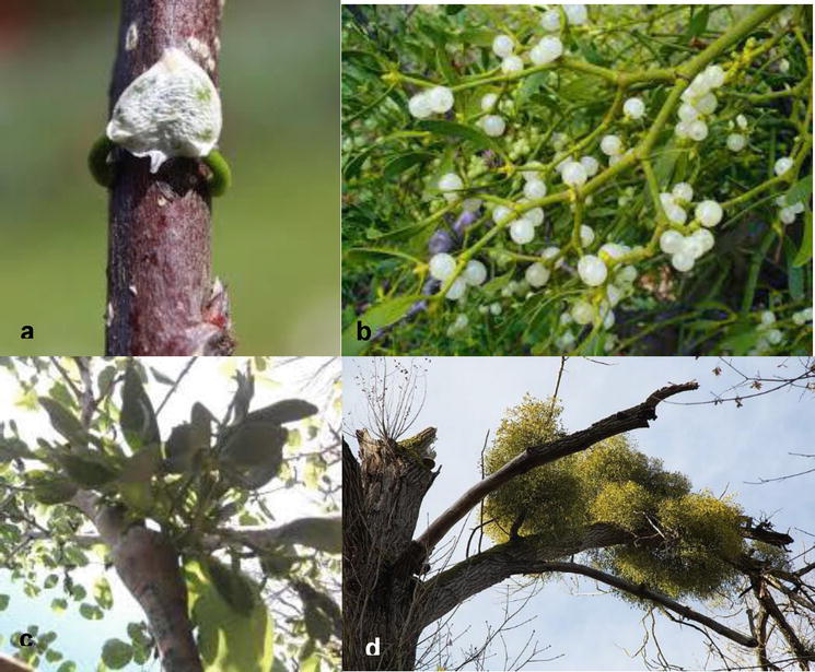Parasitic Plants in Agriculture and Management | IntechOpen