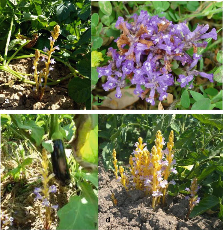 Parasitic Plants in Agriculture and Management | IntechOpen