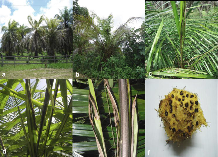 Oil Palm Fatal Yellowing (FY), a Disease with an Elusive Causal Agent ...