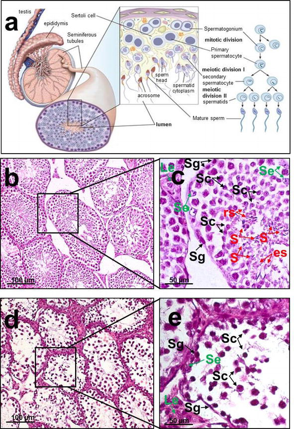 Testicular Histopathology and Spermatogenesis in Mice with Scrotal Heat  Stress | IntechOpen