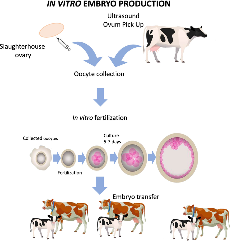 Folliculogenesis, Fertility and Biotechnology in Dairy Cattle | IntechOpen