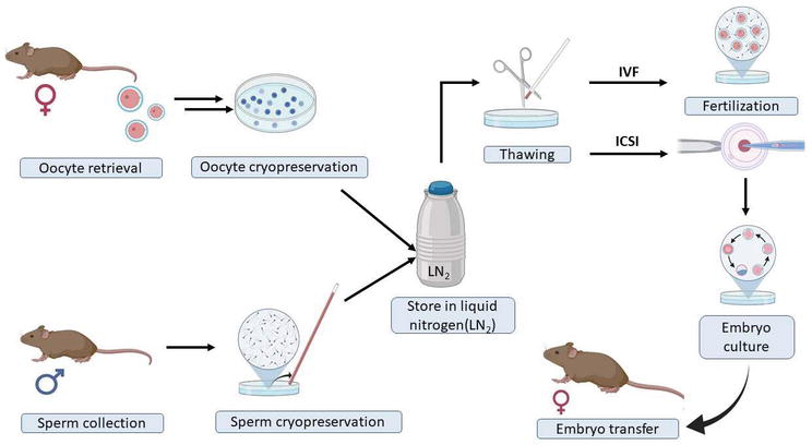 Cryopreservation Methods and Frontiers in the Art of Freezing Life in Animal  Models | IntechOpen