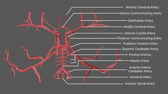 Cerebral Arterial Circulation: 3D Augmented Reality Models and 3D Printed  Puzzle Models | IntechOpen