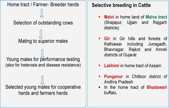 Basic Animal Breeding Methods | IntechOpen