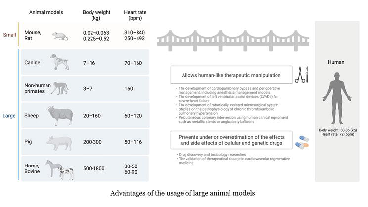 Large Animal Models in Cardiovascular Research | IntechOpen