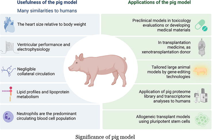 Large Animal Models in Cardiovascular Research | IntechOpen